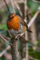 European Robin (Erithacus rubecula), Lagan River, Belfast, Northern Ireland, UK
