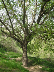 Tree in Barzan, Iraq (Spring)