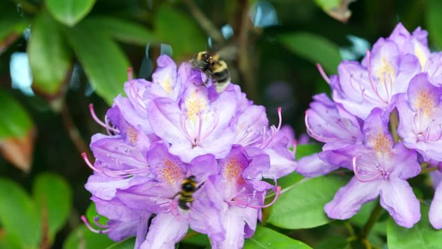 A colourful close-up static shot of a pink and violet rhododendron flower visited by a bumblebee looking for nectar on a green leafed bokeh background
