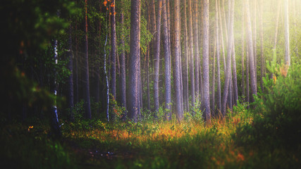bajeczny las © Michał.S-FOTO