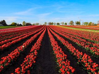 Agriculture - Colorful blooming tulip field