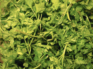 parsley aka cilantro