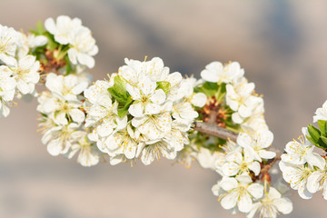Sweet white flowers blooming plum-tree, plum in the spring garden. Blossoming fruit tree.