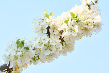 Sweet white flowers blooming plum-tree, plum in the spring garden. Blossoming fruit tree.