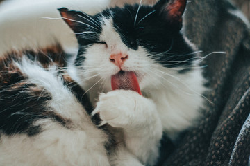 Black and White Cat Licking its Paw