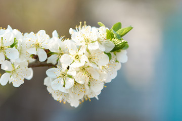 Sweet white flowers blooming plum-tree, plum in the spring garden. Blossoming fruit tree.