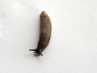 slug snail animal