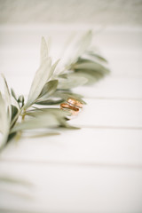 Wedding rings and olive branch. On a white background.