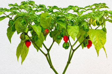 Trinidad Moruga Scorpion (Capsicum chinense) fully grown plant. With ripe and unripe peppers on the...