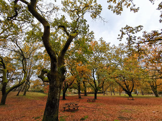 Landscape with warm autumn colors