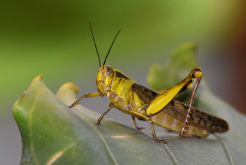yellow grasshopper brown winged wood with 2 antennas on top of an oval round head with dark gray color-