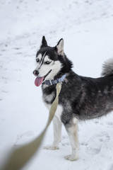 Siberian husky dog ​​on a leash in winter on snow