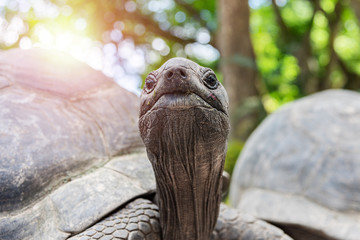 Close up animal face of aldabra giant tortoise.