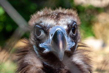Griffon vulture in a detailed portrait
