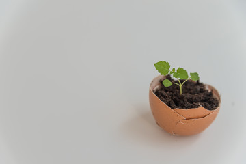 Plant in the shell from the egg