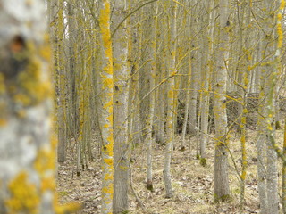 Obraz premium Весенняя тополиная роща