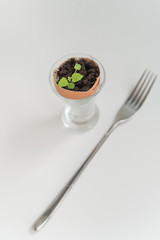 Plant in the shell from the egg in the holder