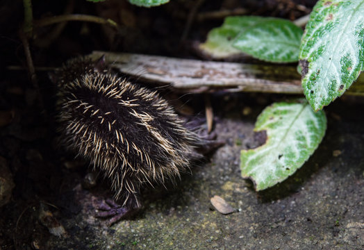 Small baby tenrec hiding in the forest under foliage.