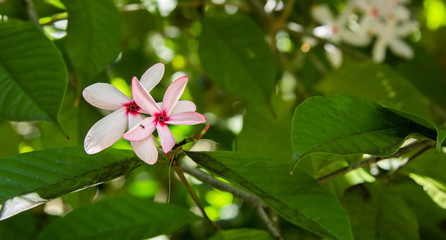 Pink flowers with ant on green foliage background.