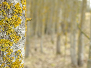 yellow birch tree