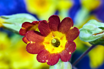 Details of beautiful red primrose flowers in spring in the garden.