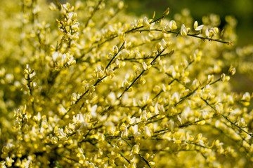 Yellow bush, branches close-up. Forsythia, Mimosa, Cannikon in the sun on a sky background