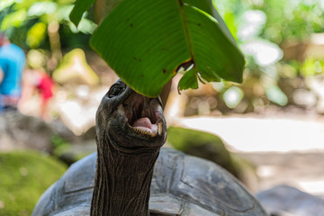 Aldabra giant tortoise eating plant leaf close up, open mouth.