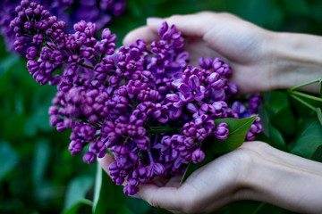 Violet lilac branch in the palms of a girl with large flowers, winged plan. The scent of flowers