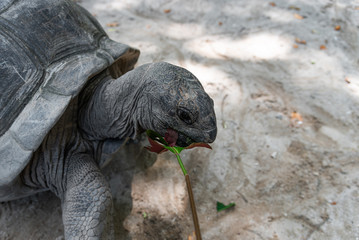Aldabra giant tortoise eating a plant leaf outdoors.
