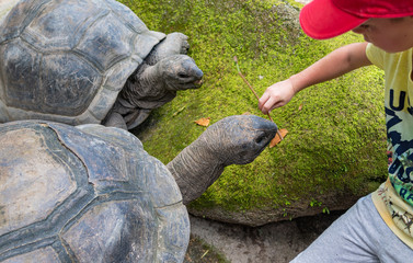 Kid feeding two aldabra giant tortoises with plant branch at the national park