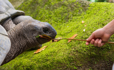 Aldabra giant tortoise eating plant pranch from hand.
