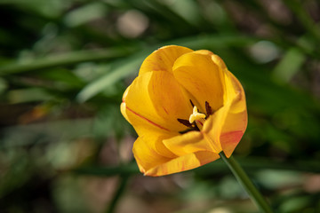 Tulpe in Gelb