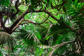 Tropical background of dense jungle and palm tree leaves.