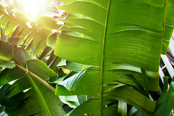 Tropical palm tree leaves background texture.