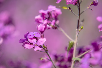 Obraz premium Farbenspiel 