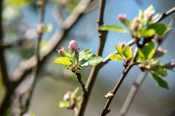 Apfelblüte 