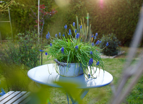 Wiosna słońce błękitni muskari hiacyntowi kwiaty wystawiający w pogodnym ogrodzie na błękitnym stole, fotografia z ukrycia