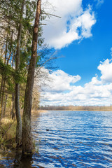 Freshwater lake with super clean blue water, pine trees and birche trees on the shore. landscape with blue sky and big white clouds background.