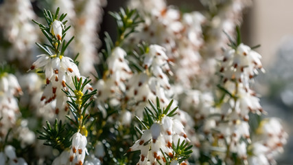 White heather, Springwood White, Erica Carnea