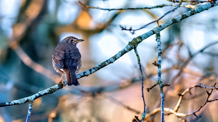 Thrush in a tree in early spring sunshine with buds on the branches