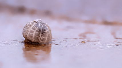 Sea urchin (sea potato or heart urchin) washed up on a sandy shore with reflections in gentle surf