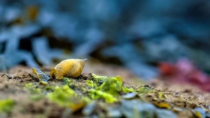 Dog whelk on a seaweed covered rock at low tide