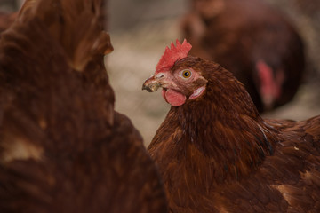 hen on the farm