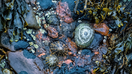 Limpets, barnacles and seaweed on a wet rock on the shore at low tide