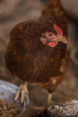 hen on the farm