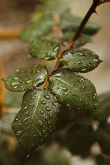 rain drops on a leaf