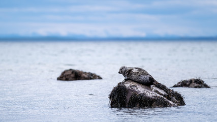 Fototapeta premium Common or Harbour seal lounging on a rock in the Highlands of Scotland