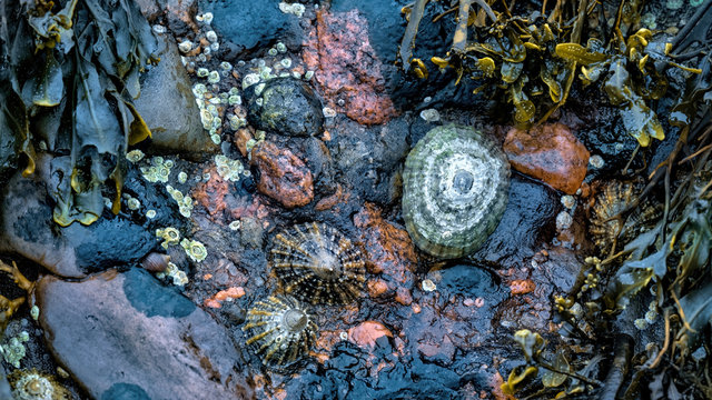 Limpets, barnacles and seaweed on a wet rock on the shore at low tide