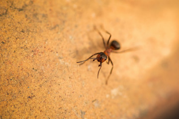 ant