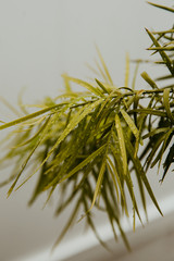 close up fern pine
